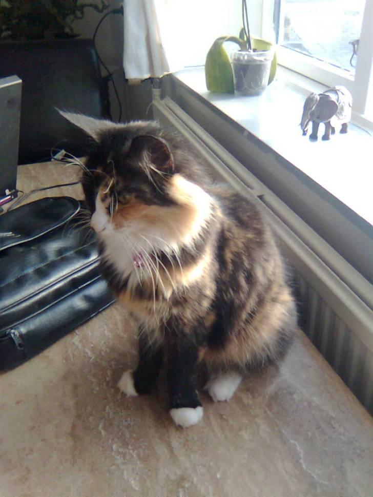 Norsk Skovkat trunte billede 3