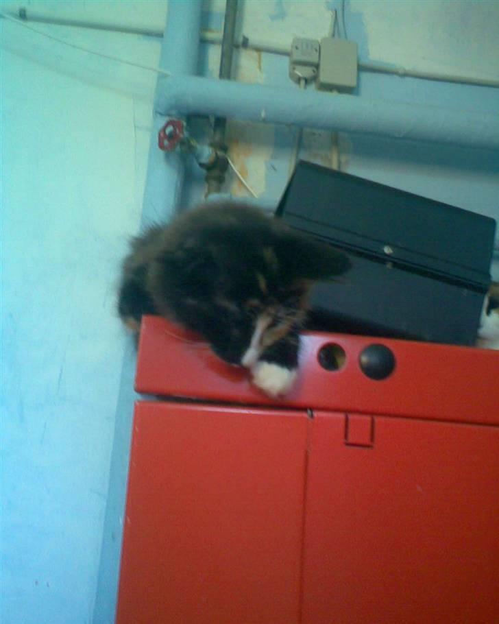 Norsk Skovkat trunte billede 4