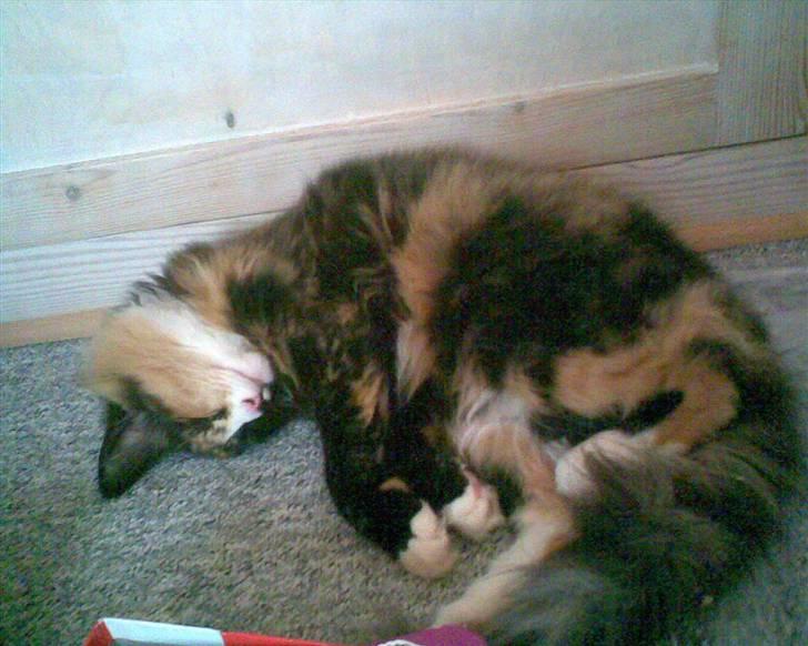 Norsk Skovkat trunte billede 5