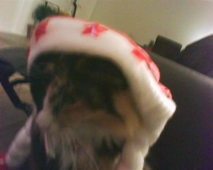 Norsk Skovkat trunte billede 6