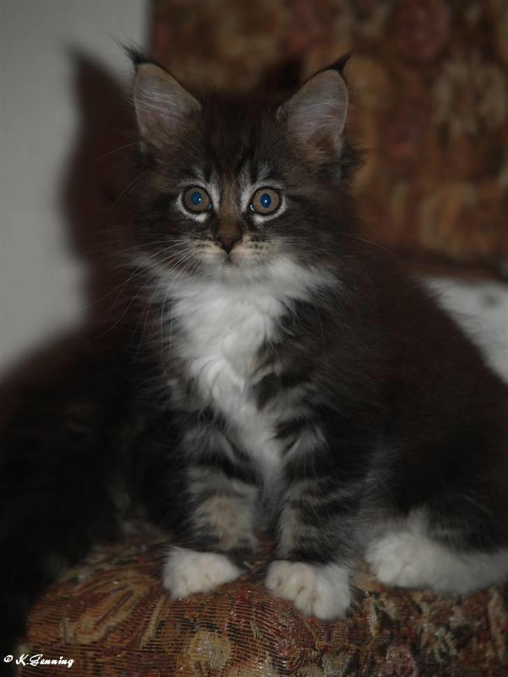 Maine Coon Gumle - Mors Kat billede 4