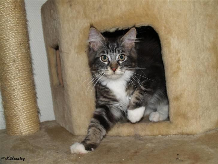 Maine Coon Gumle - Mors Kat billede 5
