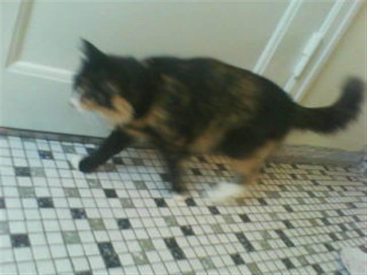 Norsk Skovkat trunte billede 7