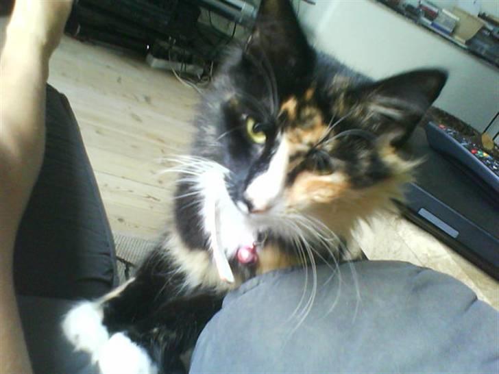 Norsk Skovkat trunte billede 8