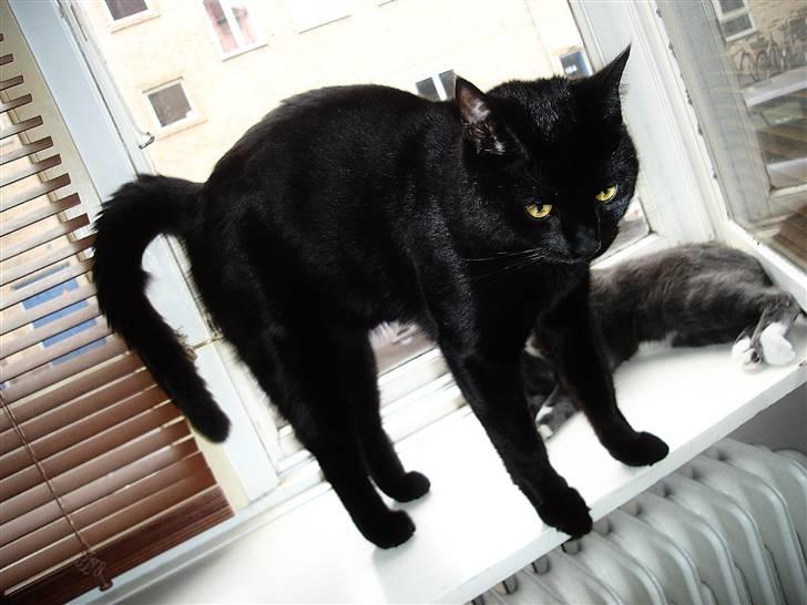 Huskat King billede 11