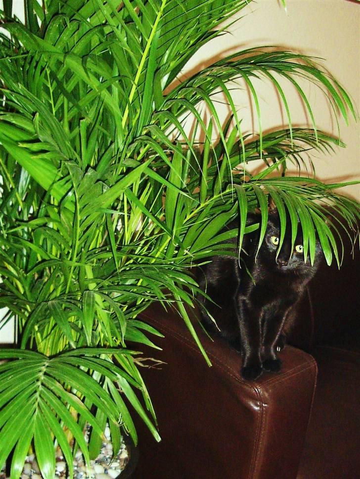 Huskat King - King - en "farlig" mini panter billede 12