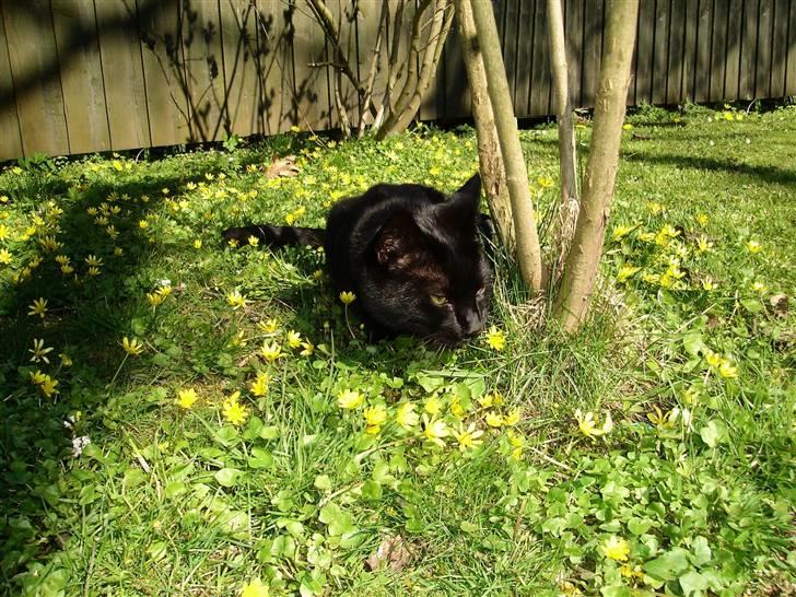 Huskat King - King i solen... billede 13