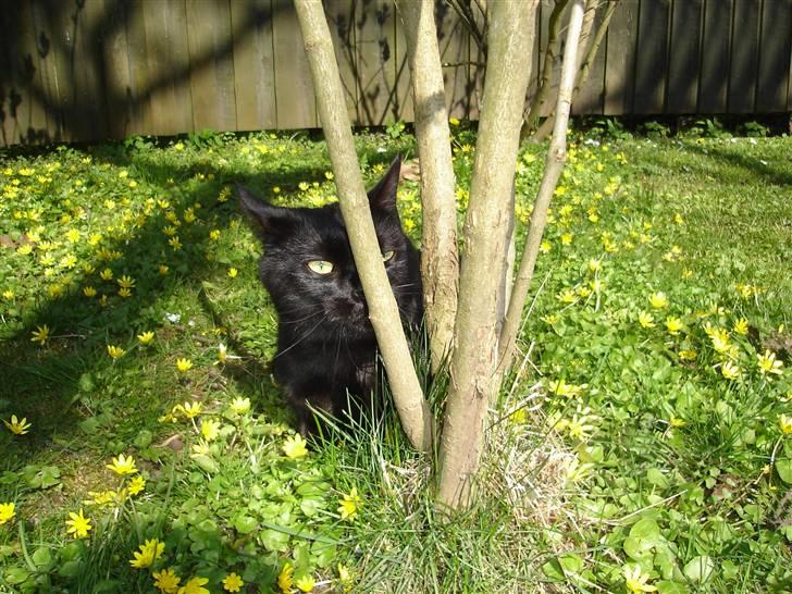 Huskat King - King i solen... billede 14