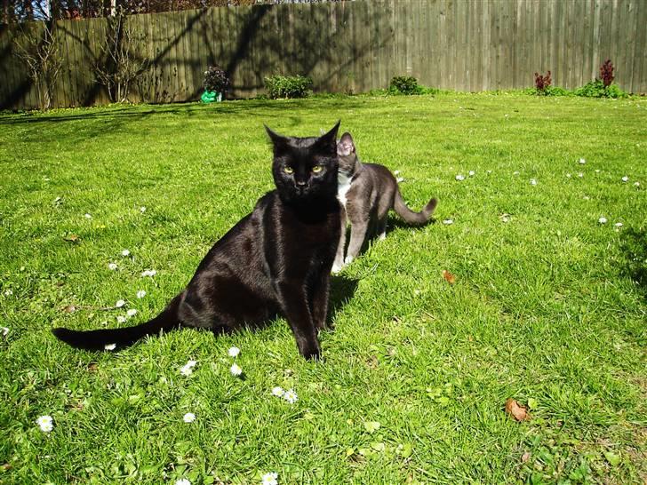 Huskat King - King & Cleo i solen billede 15