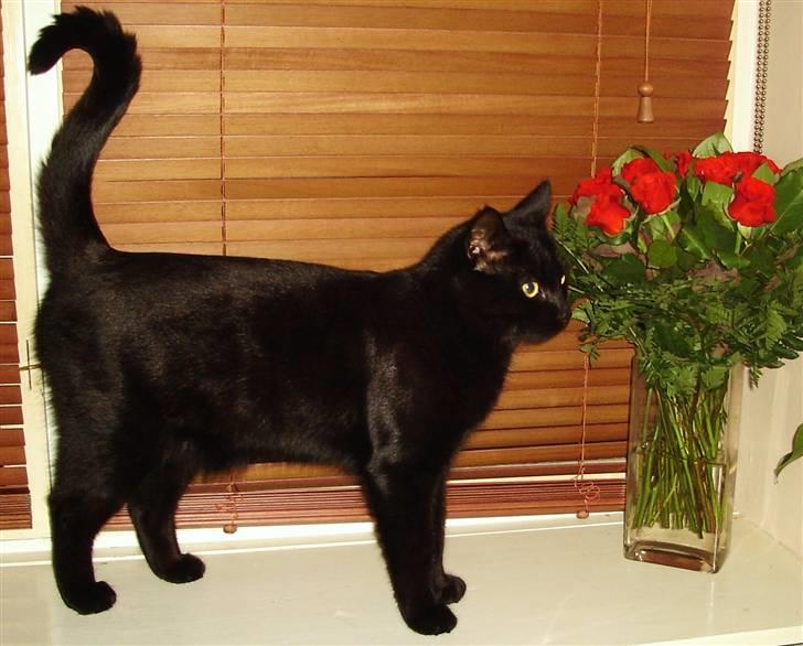 Huskat King - Ih hvor er han flot bygget :) billede 16