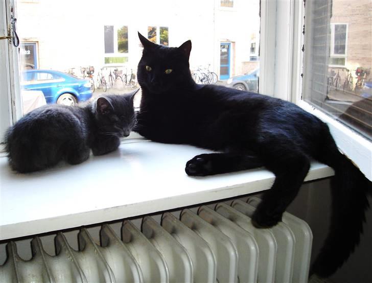 Huskat King - King & Cleo (de er altid så søde sammen) billede 18