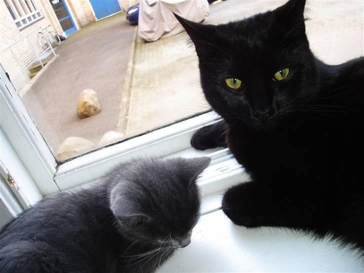 Huskat King - King & Cleo (de er altid så søde sammen) billede 19