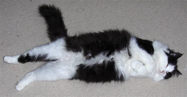 Maine Coon Oliver *solgt* billede 1