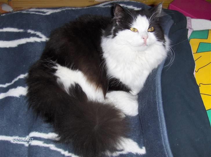 Maine Coon Oliver *solgt* billede 2