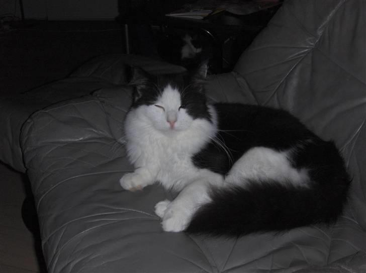 Maine Coon Oliver *solgt* billede 3