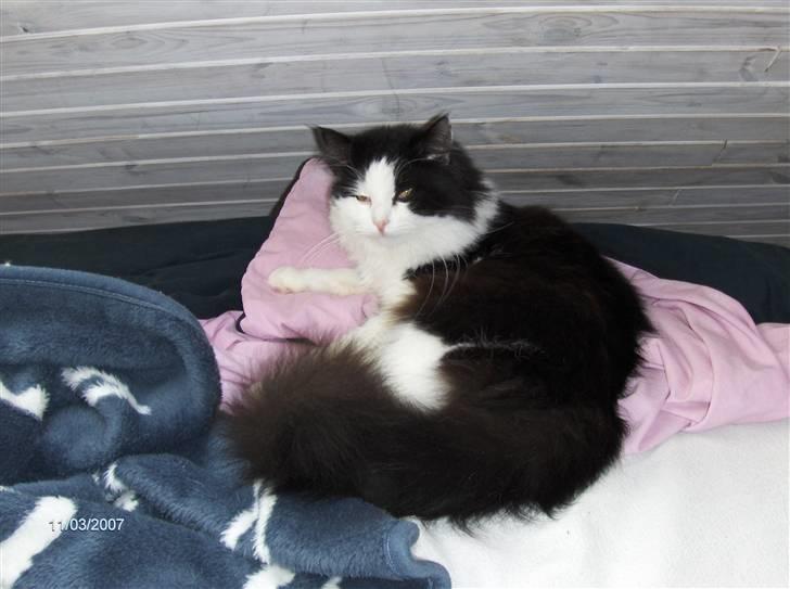 Maine Coon Oliver *solgt* billede 4