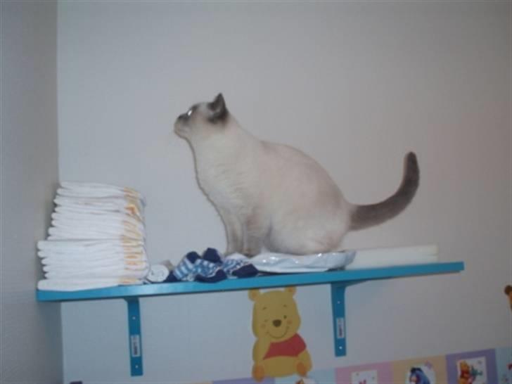 British Shorthair Darling billede 19