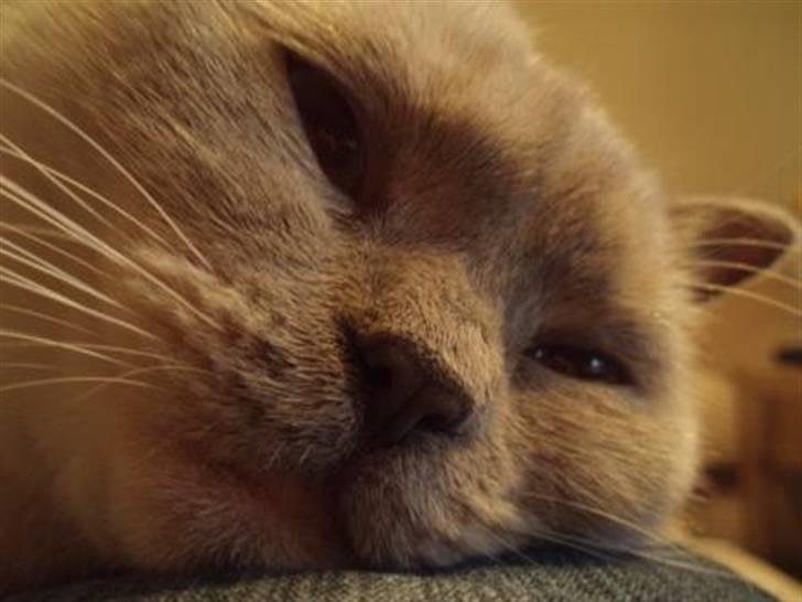 British Shorthair Darling - Nærbillede af min smukke kat :D billede 20