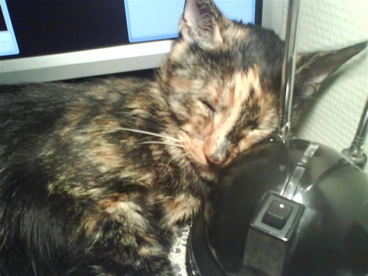 Huskat sille - uuuuu... hvor hyggeligt og ligge her under min fars lampe :) billede 1