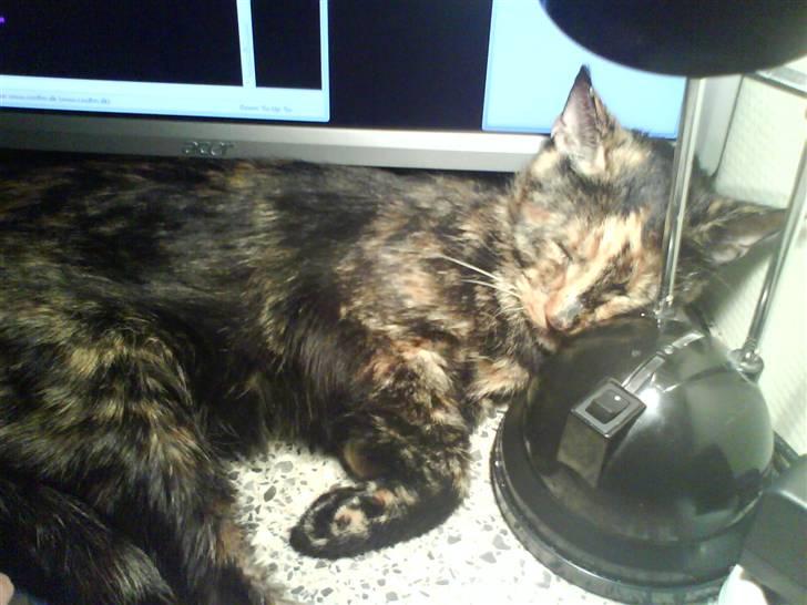 Huskat sille - her er dejligt og skønt billede 2