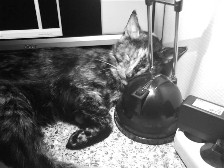 Huskat sille - dejlig varmt her under lampen billede 3