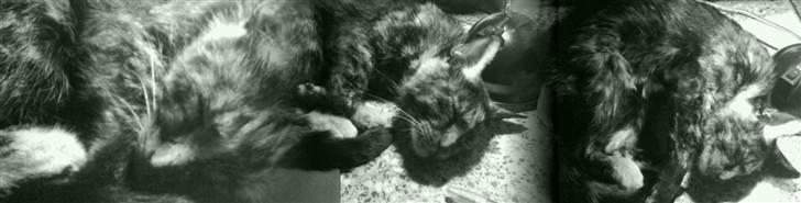 Huskat sille - der er hyggeligt på fars værelse billede 4