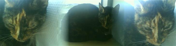 Huskat sille - uuuuu... se lige mig det er skønt billede 5