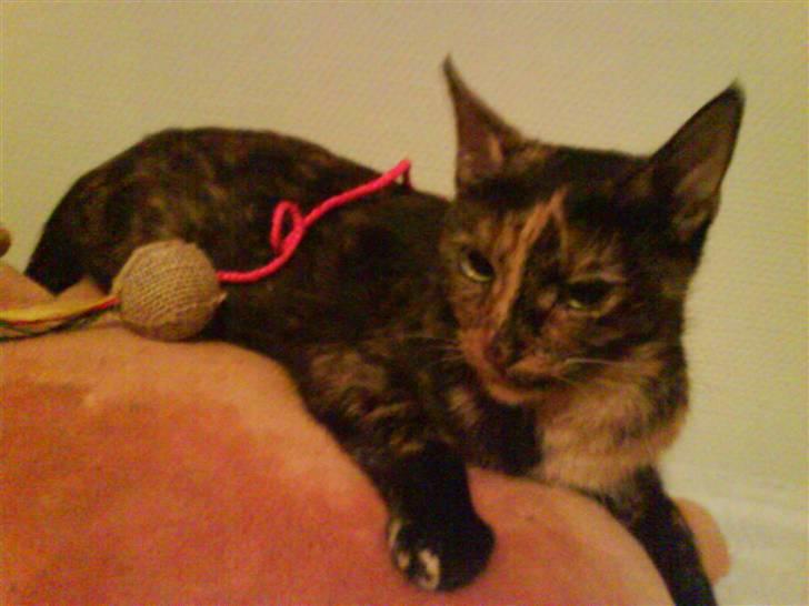 Huskat sille - det er sjovt at lege med mit legetøj :) billede 6