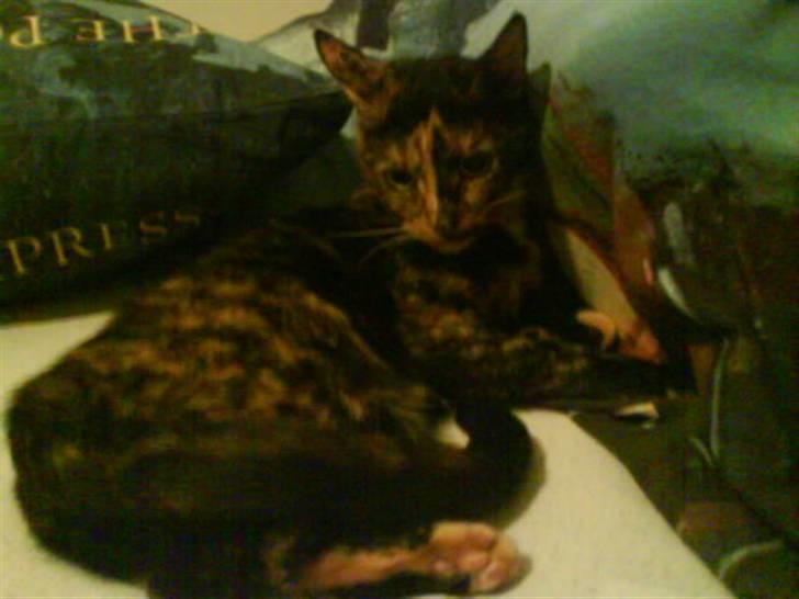 Huskat sille - er jeg ikke bare læk læk lækker, hva´ billede 7