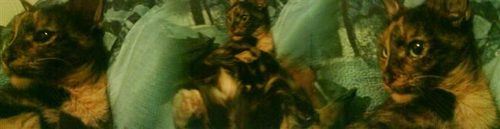 Huskat sille - jeg er skøn ikke? billede 8