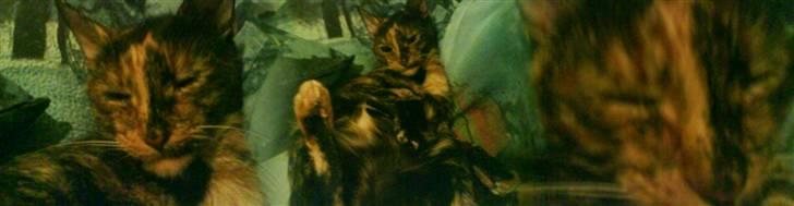 Huskat sille - uuuuuuh.. dejligt billede 9