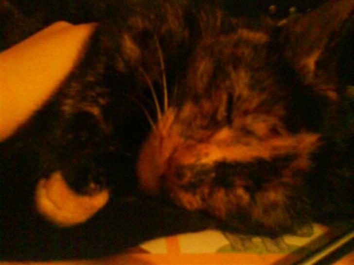 Huskat sille - det er hyggeligt og ligge her billede 10