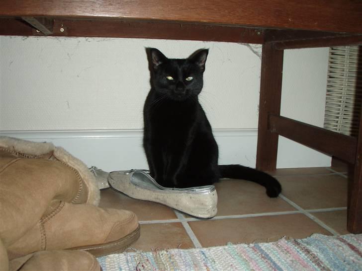 Huskat Bette mus. - Som vi kende Bttemus : Altid sød og smuk! (:<3 billede 12