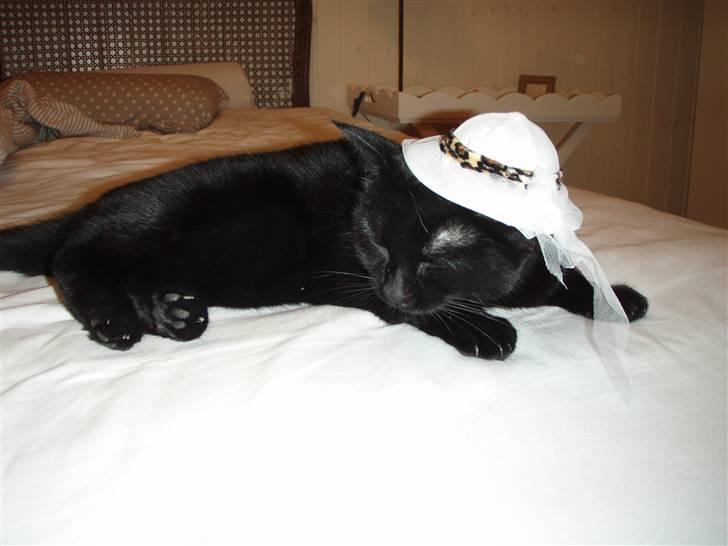 Huskat Bette mus. - Er jeg ikk bare lækker når jeg har taget en shafarie hat på ?? (: billede 13