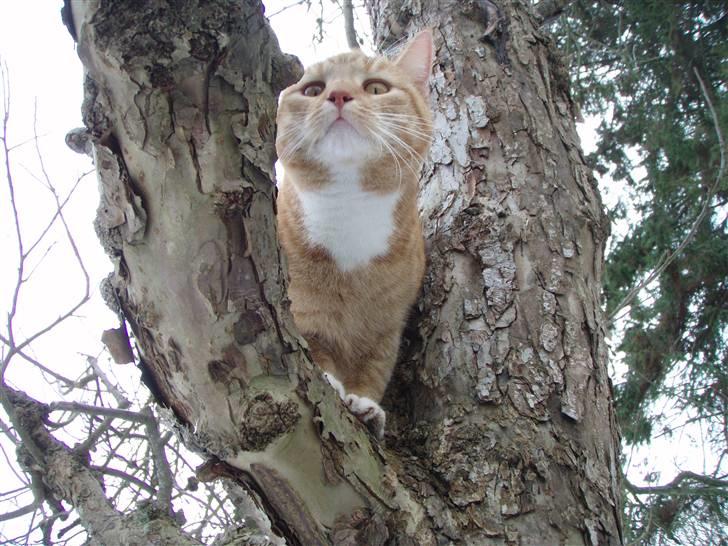 Huskat Donna. - Højt til værs (: billede 15