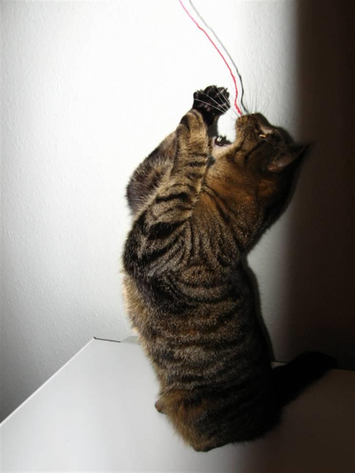 Huskat Fighter billede 11