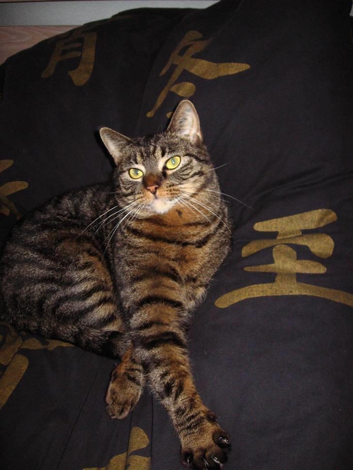 Huskat Fighter billede 12