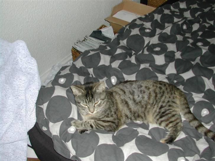 Huskat Misty billede 7