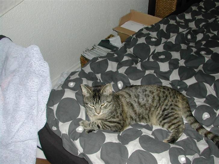 Huskat Misty billede 8