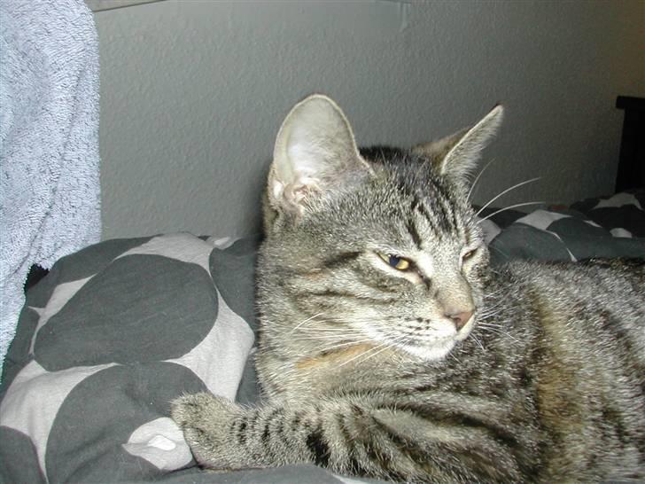 Huskat Misty billede 9