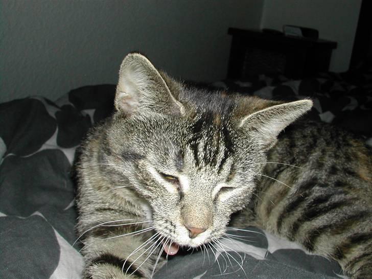 Huskat Misty billede 10