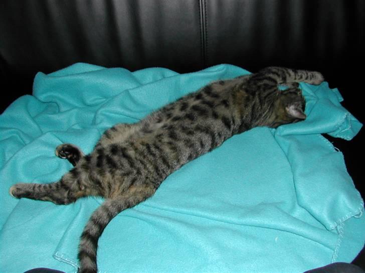 Huskat Misty billede 11