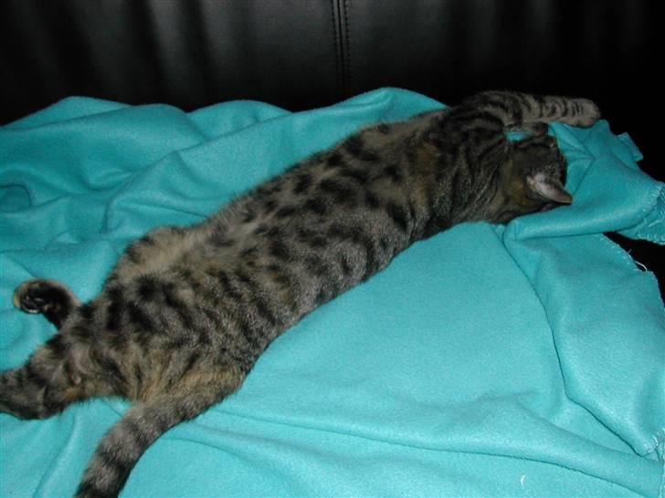 Huskat Misty billede 12