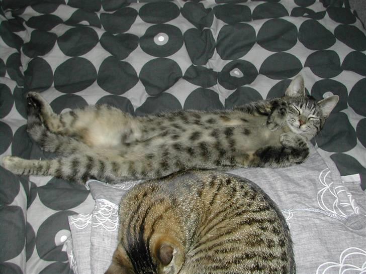 Huskat Misty billede 13