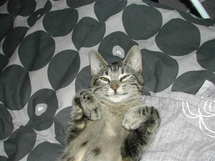 Huskat Misty billede 14