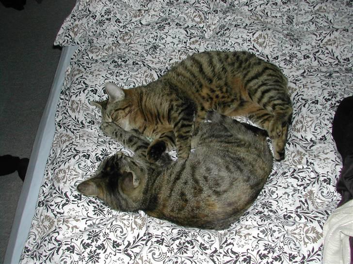 Huskat Misty billede 15