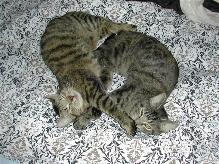 Huskat Misty billede 16