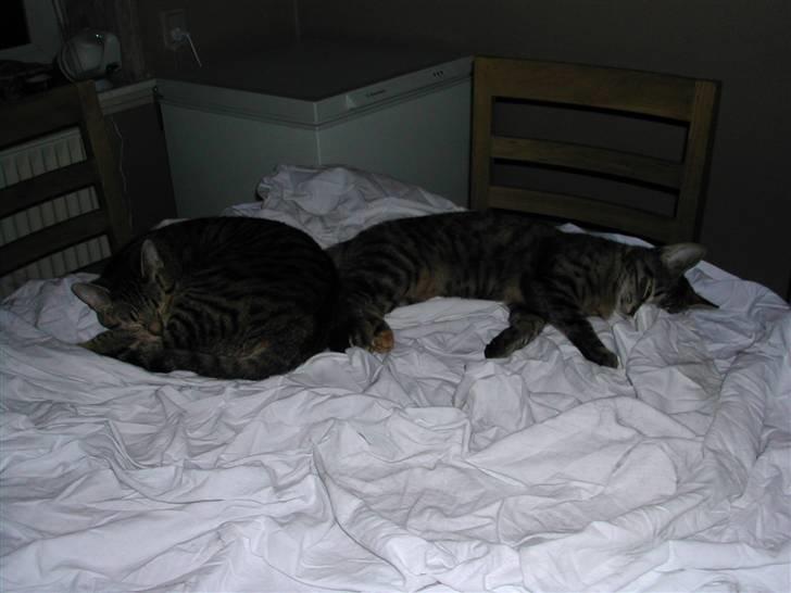 Huskat Misty billede 17