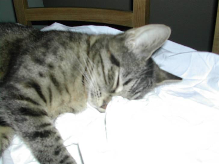 Huskat Misty billede 18