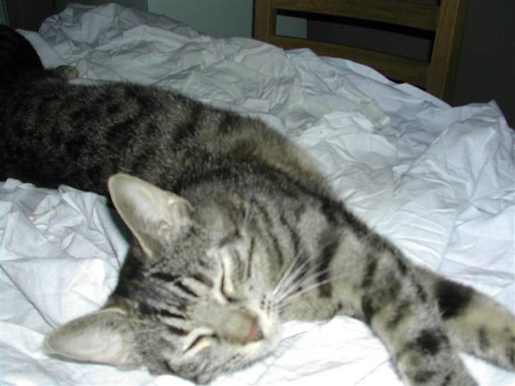 Huskat Misty billede 19